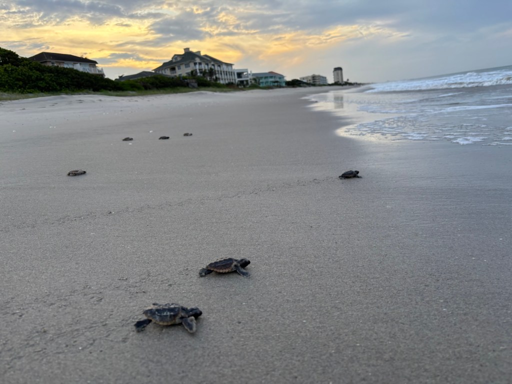 Day 4: Melbourne Beach, Florida… sea turtles nesting&nbsp;paradise!